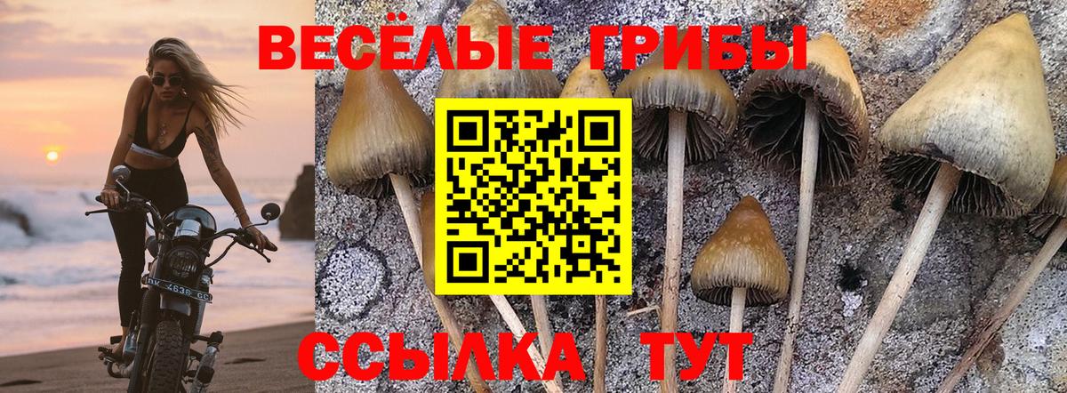Галлюциногенные грибы Psilocybe  Вход с VPN  Санкт-Петербург 